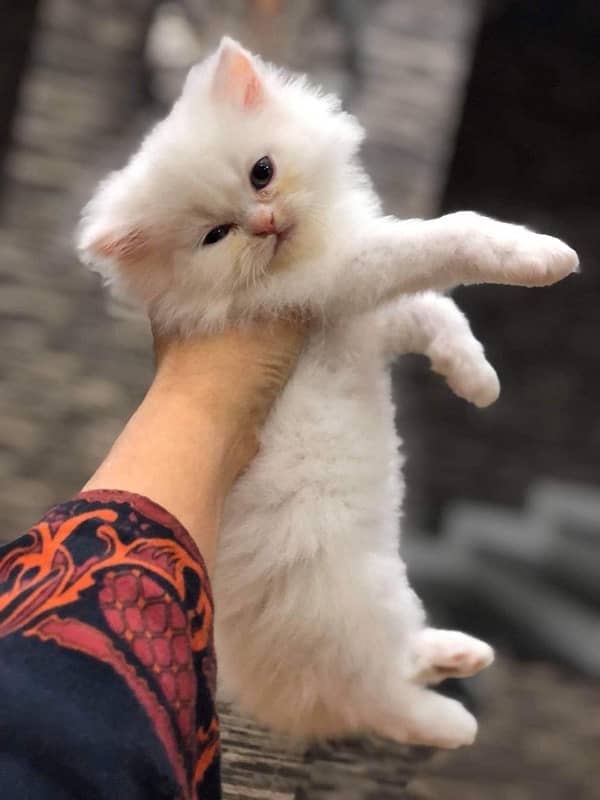 pure punch face triple coated persian kitten 1