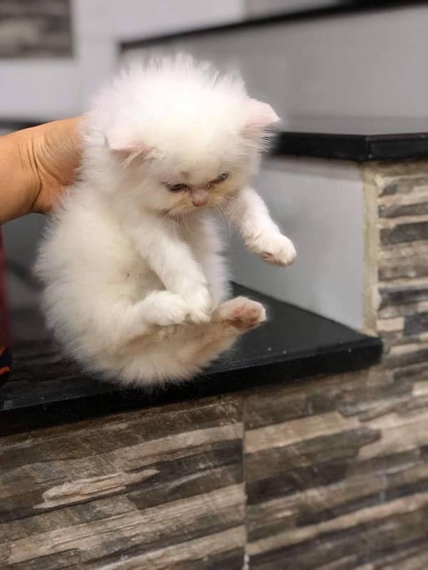 pure punch face triple coated persian kitten 2