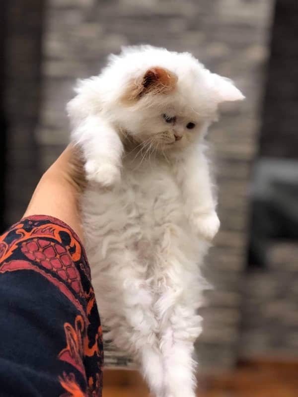 pure punch face triple coated persian kitten 3