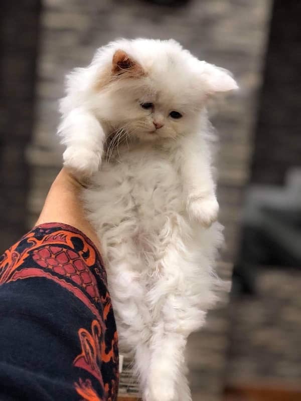 pure punch face triple coated persian kitten 4