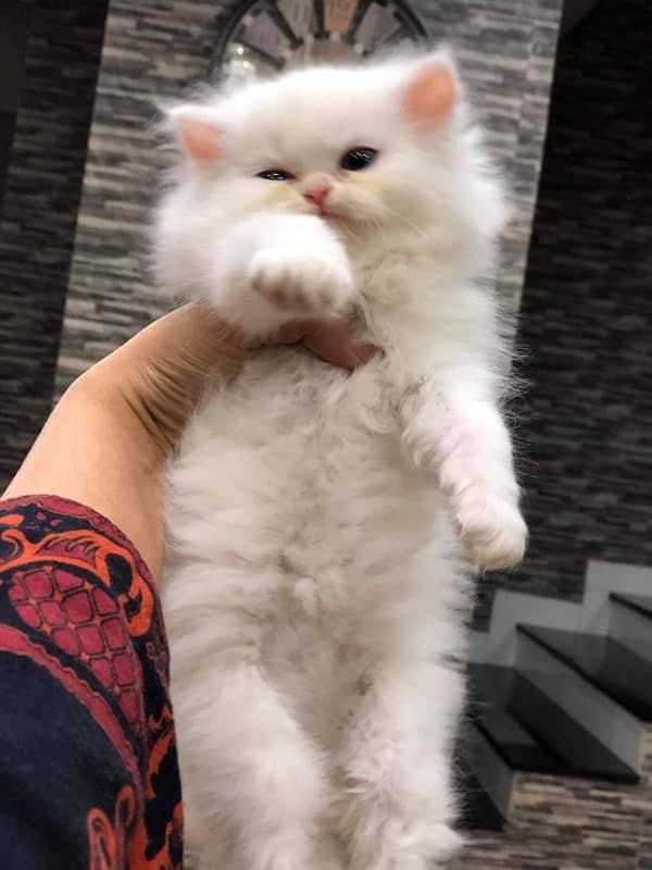 pure punch face triple coated persian kitten 5