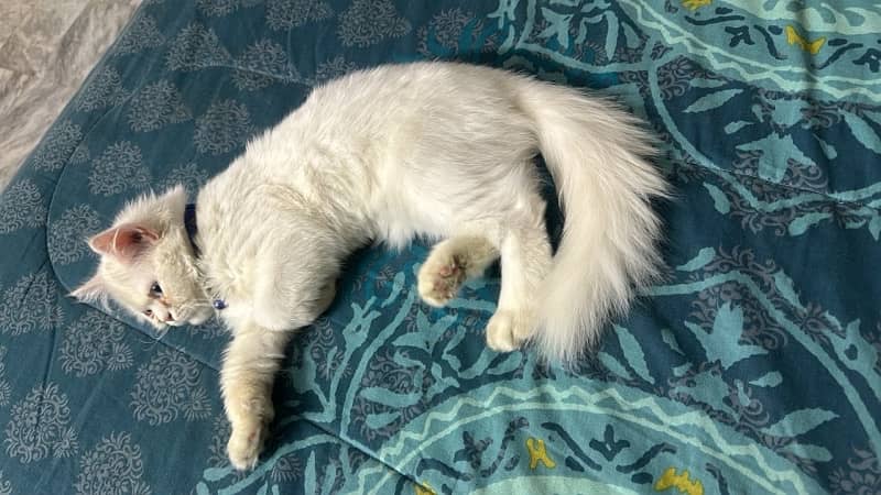 pure punch face triple coated persian kitten 6