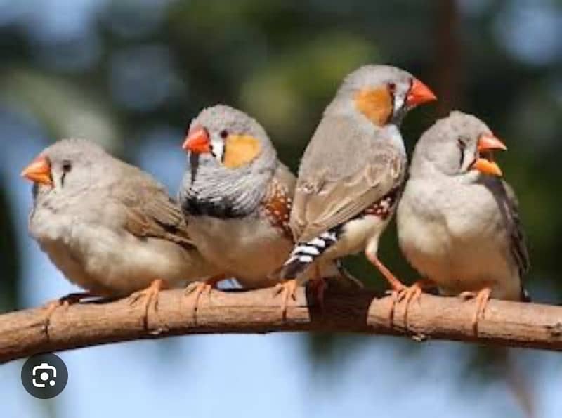 Zebra Finch 4 pcs for sale 0