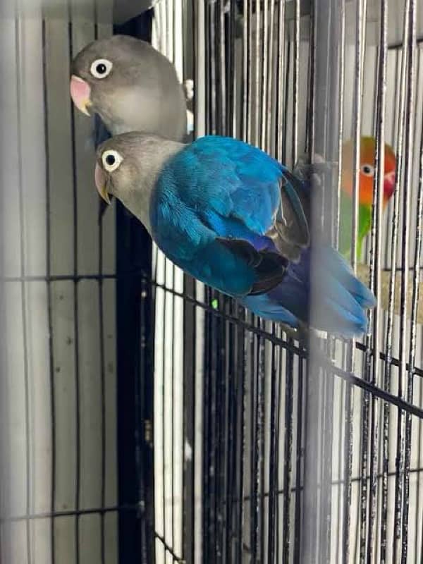 latino breed love birds parrots pairs 2