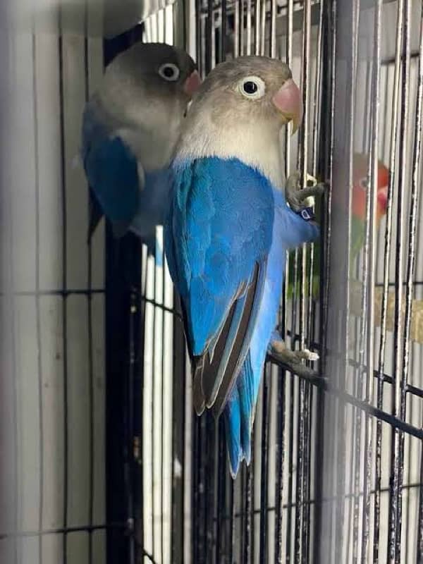 latino breed love birds parrots pairs 4