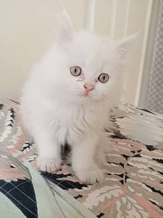 Persian Cate Pure Breed Age 2 Months