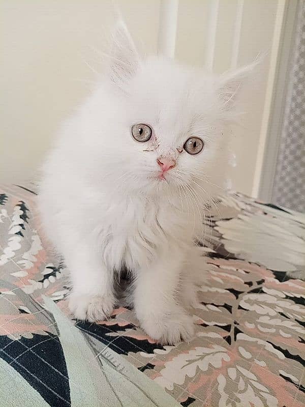 Persian Cate Pure Breed Age 2 Months 0