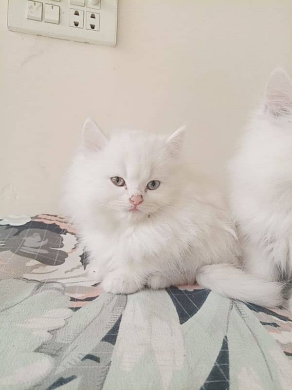 Persian Cate Pure Breed Age 2 Months 1