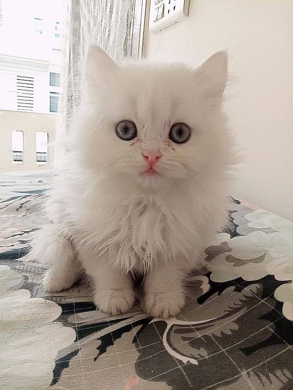 Persian Cate Pure Breed Age 2 Months 2