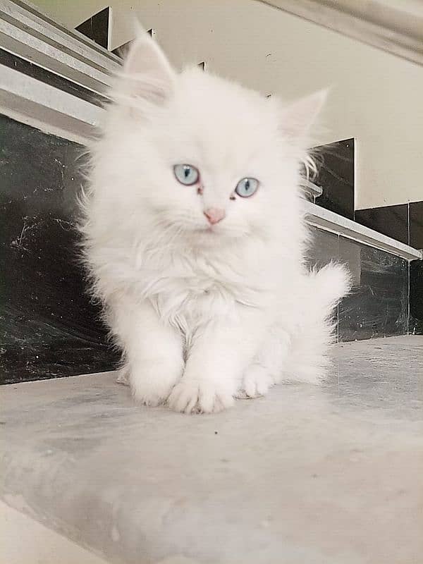 Persian Cate Pure Breed Age 2 Months 3