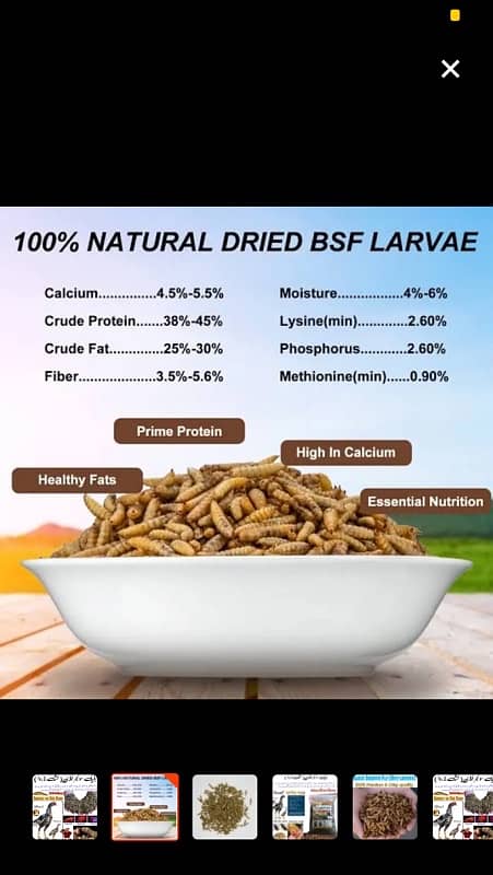 Black Soldier Fly Larvae (BSF Dry) 1