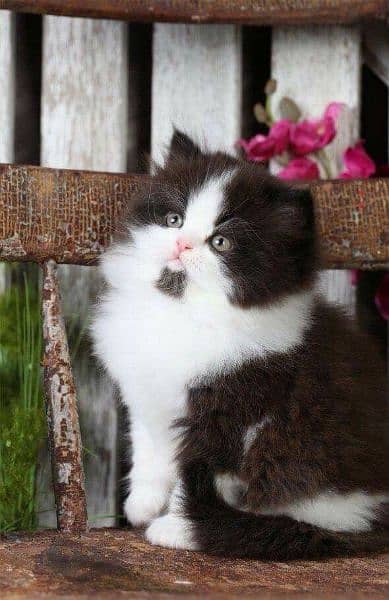 cute big colour kitten home breed pure extra long fur quality 0