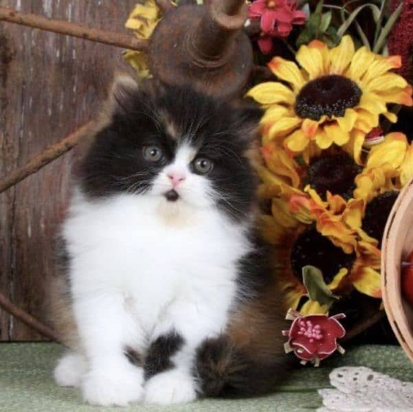 cute big colour kitten home breed pure extra long fur quality 1