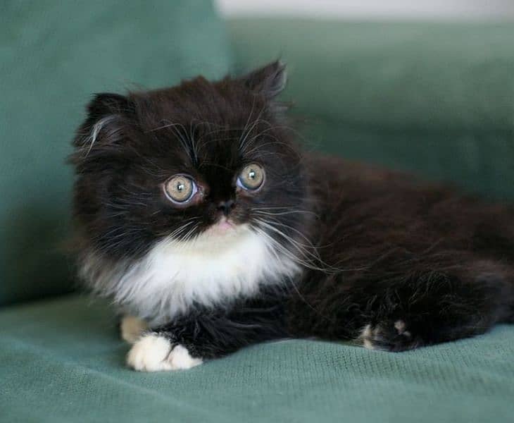 cute big colour kitten home breed pure extra long fur quality 4