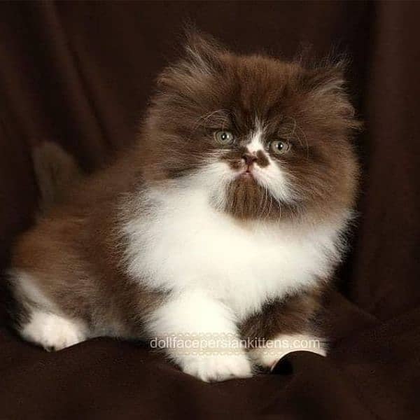 cute big colour kitten home breed pure extra long fur quality 5