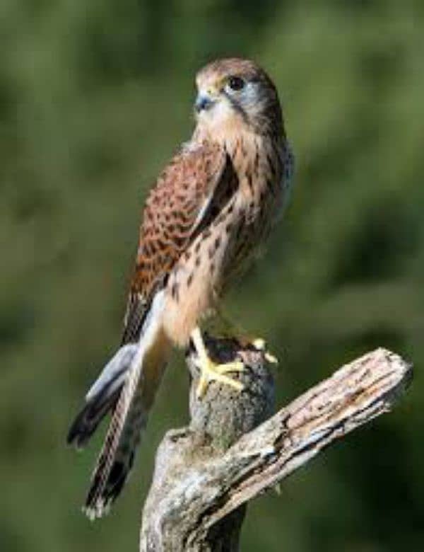 kestrel 0