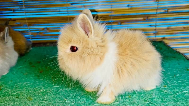 teady bear dwarf fancy rabbit imported bread 0