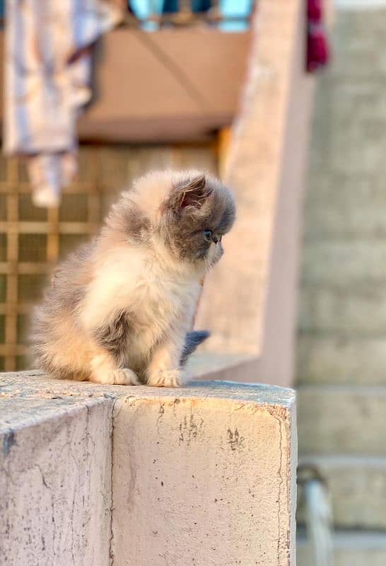 Ma Sha Allah Beautiful Calico peke peki piki Female Kitten Available 2