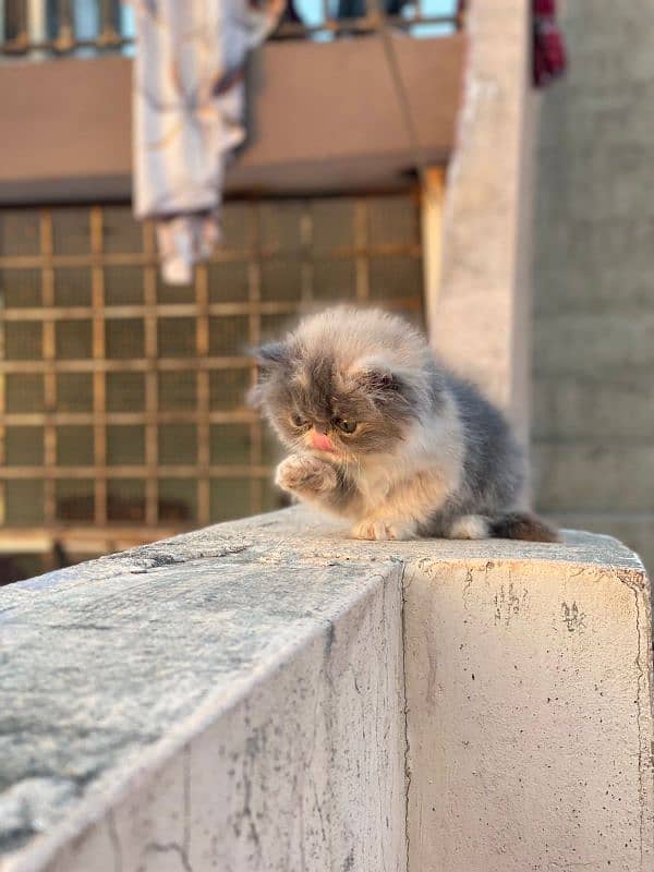 Ma Sha Allah Beautiful Calico peke peki piki Female Kitten Available 4