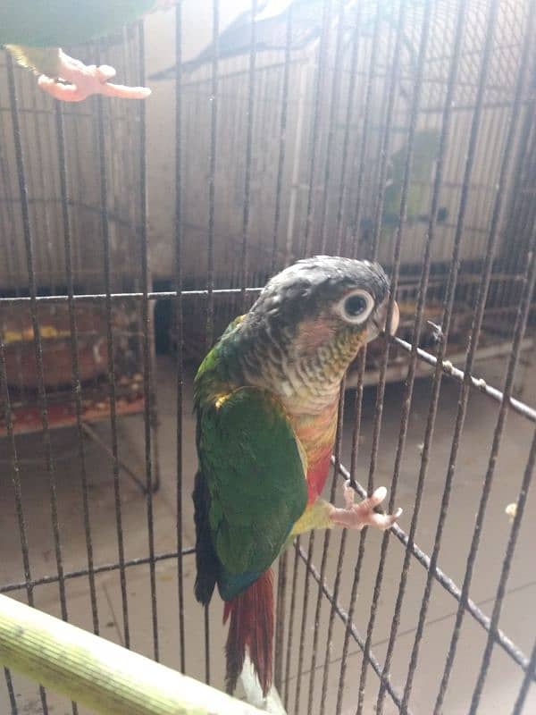 pineapple conure health and active per piece price 0