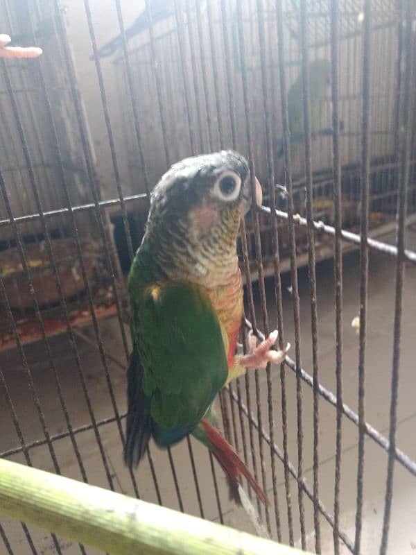 pineapple conure health and active per piece price 1