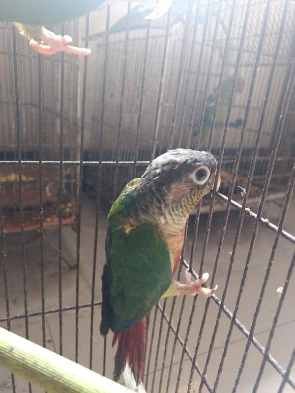 pineapple conure health and active per piece price 2