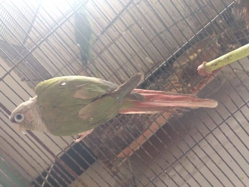 pineapple conure health and active per piece price 3