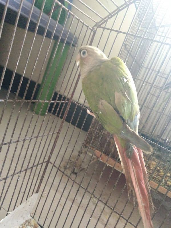 pineapple conure health and active per piece price 4