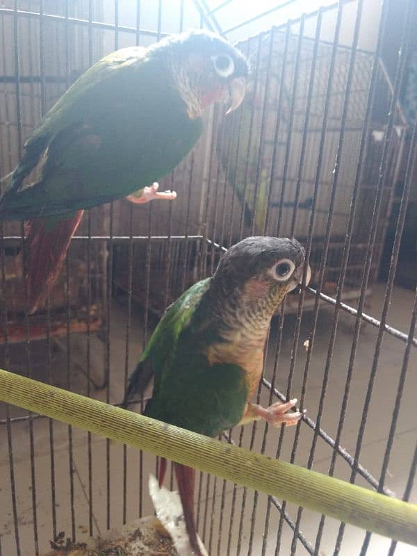 pineapple conure health and active per piece price 5