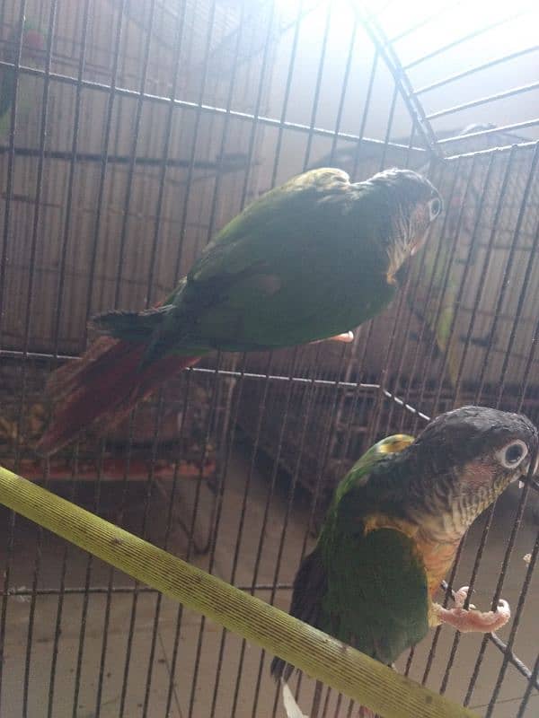 pineapple conure health and active per piece price 6