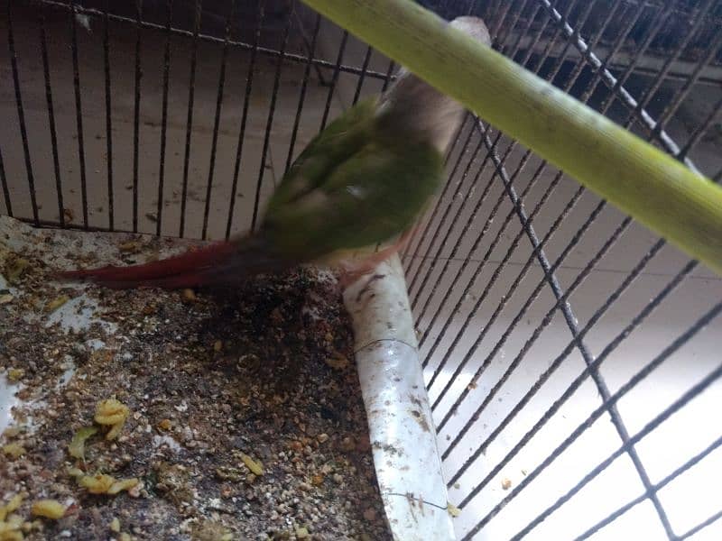 pineapple conure health and active per piece price 7