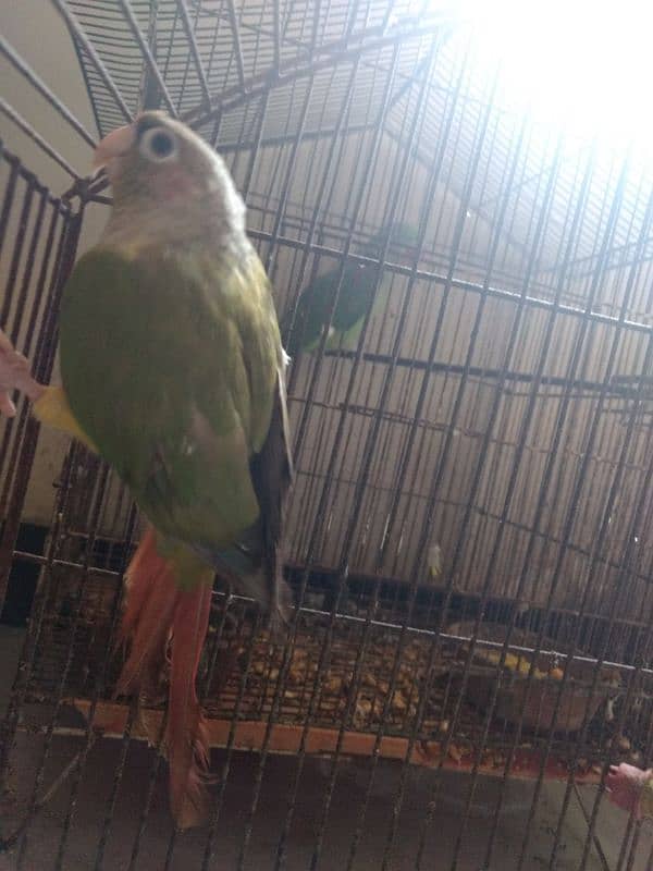 pineapple conure health and active per piece price 8