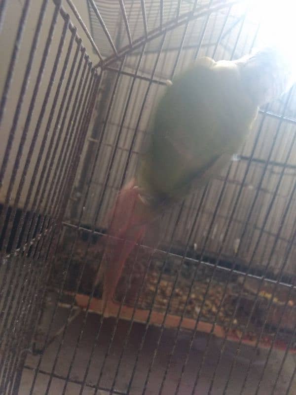 pineapple conure health and active per piece price 9