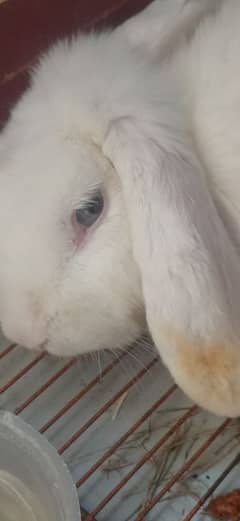 Angora