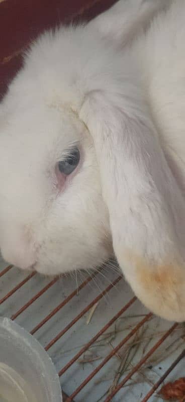 Angora pair, 2 Holland Lop Female Breeders Rabbits 0