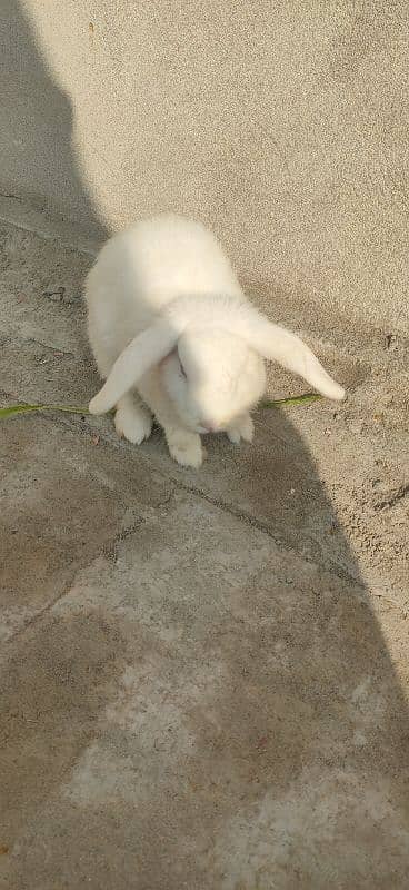 Angora pair, 2 Holland Lop Female Breeders Rabbits 1