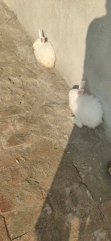 Angora pair, 2 Holland Lop Female Breeders Rabbits 2