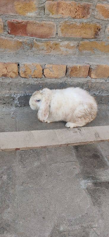 Angora pair, 2 Holland Lop Female Breeders Rabbits 3