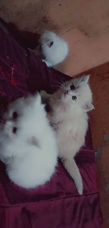 Persian kittens | triple Coated | Punch Face kittens For Sale 4