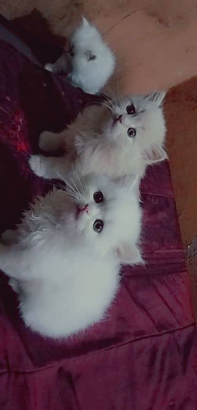 Persian kittens | triple Coated | Punch Face kittens For Sale 2