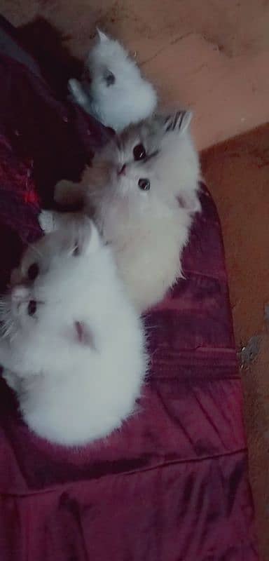 Persian kittens | triple Coated | Punch Face kittens For Sale 5