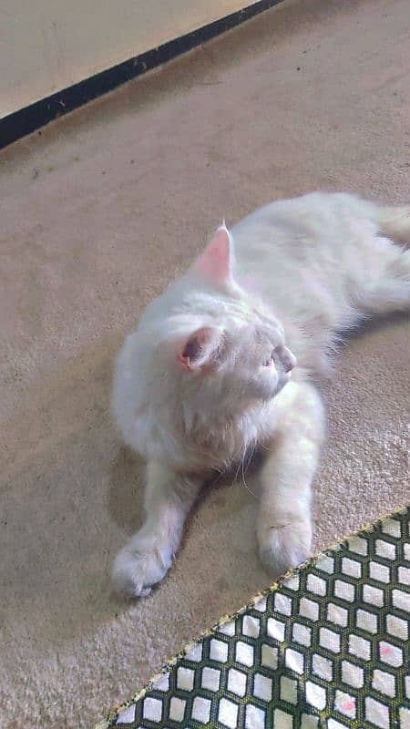 Persian cats kitten Punch female and male both available 0