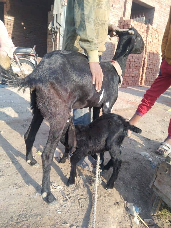 bakri or male baby for sel 0