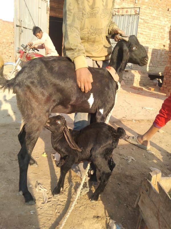 bakri or male baby for sel 1