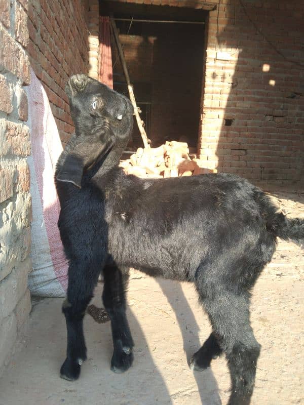 bakri or male baby for sel 3