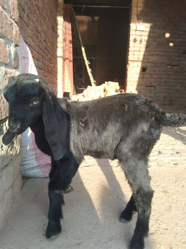 bakri or male baby for sel 5