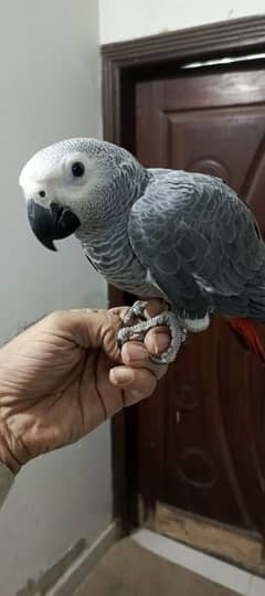 GREY parrot tame n start talking Karachi breed