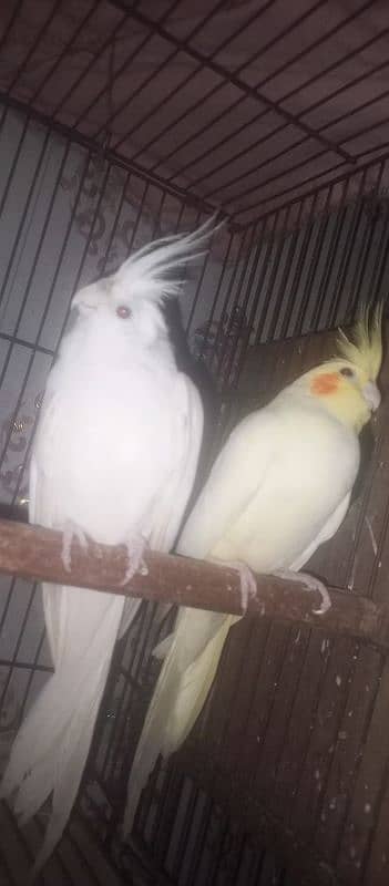 cocktails breeder pair for sale 0