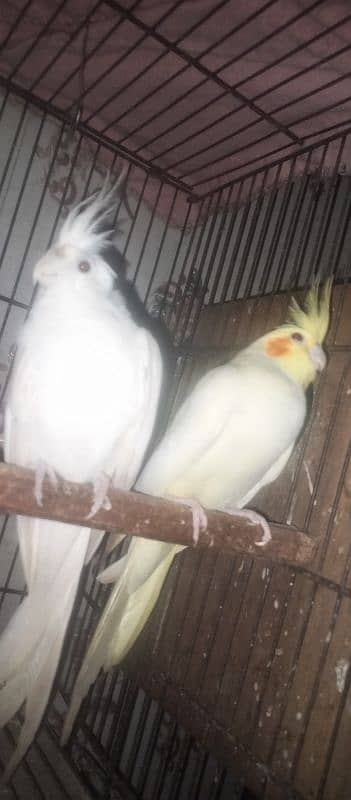 cocktails breeder pair for sale 1