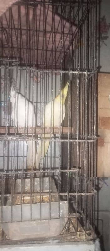 cocktails breeder pair for sale 2